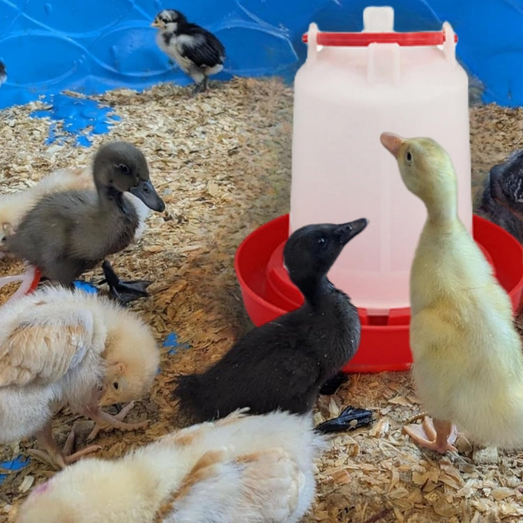 4 Pack 1 L Plastic Poultry Waterer V155